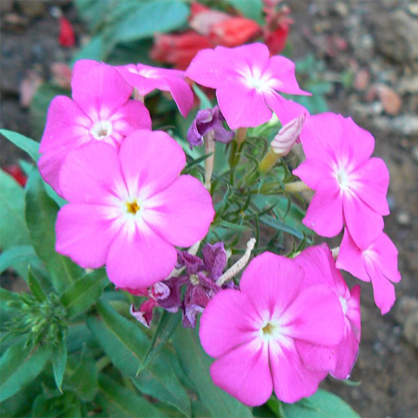 Phlox paniculata Laura (Floraison)