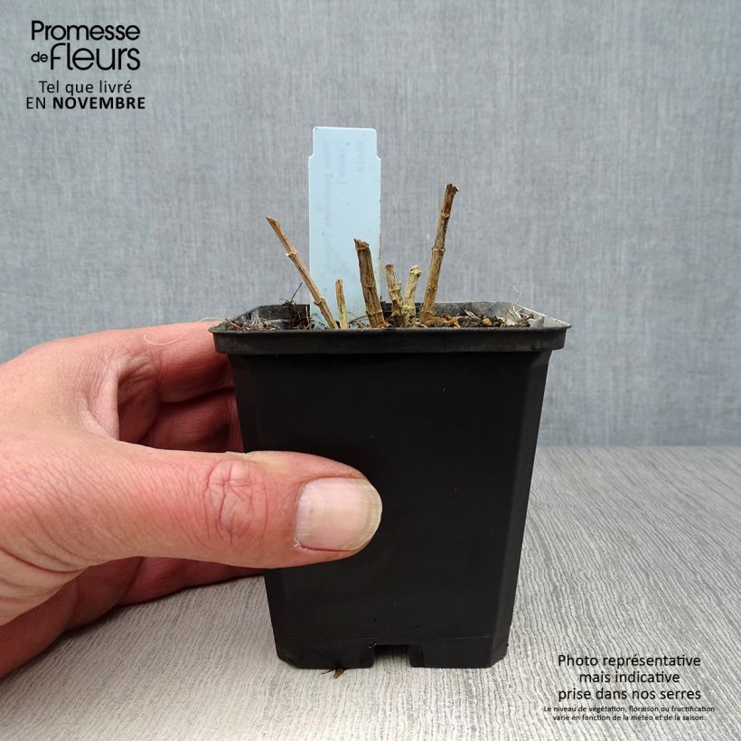 Spécimen de Phlox paniculata Laura tel que livré en automne