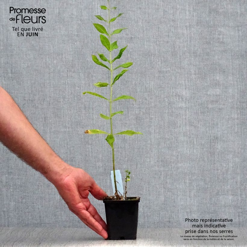 Spécimen de Phlox paniculata Laura Godet de 8/9 cm tel que livré en été