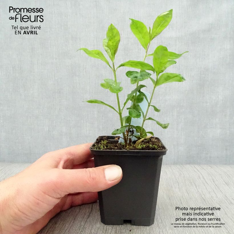 Spécimen de Phlox paniculata Laura Godet de 9cm tel que livré au printemps