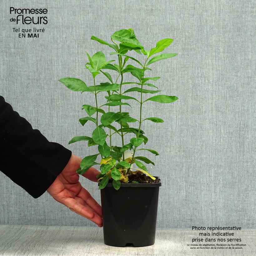 Spécimen de Phlox paniculata Laura - pot de 1.5L/2L tel que livré au printemps