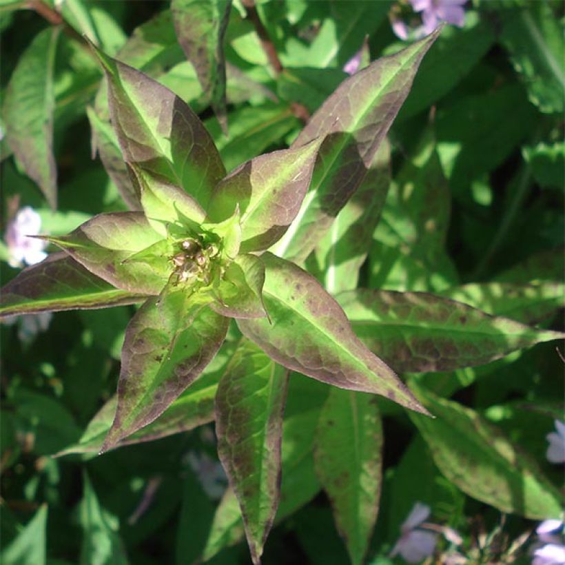 Phlox paniculata Lichtspel (Feuillage)