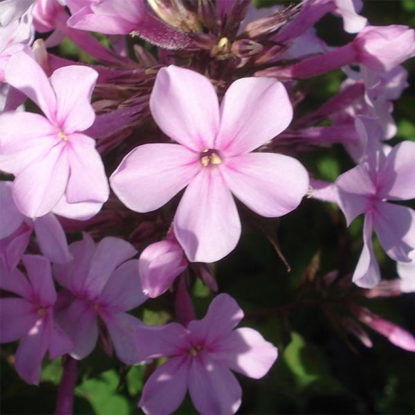 Phlox paniculata Lichtspel (Floraison)