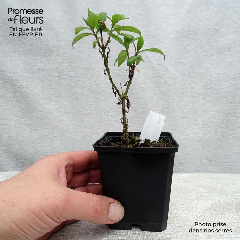 Spécimen de Phlox paniculata Lichtspel Godet de 9cm tel que livré en hiver