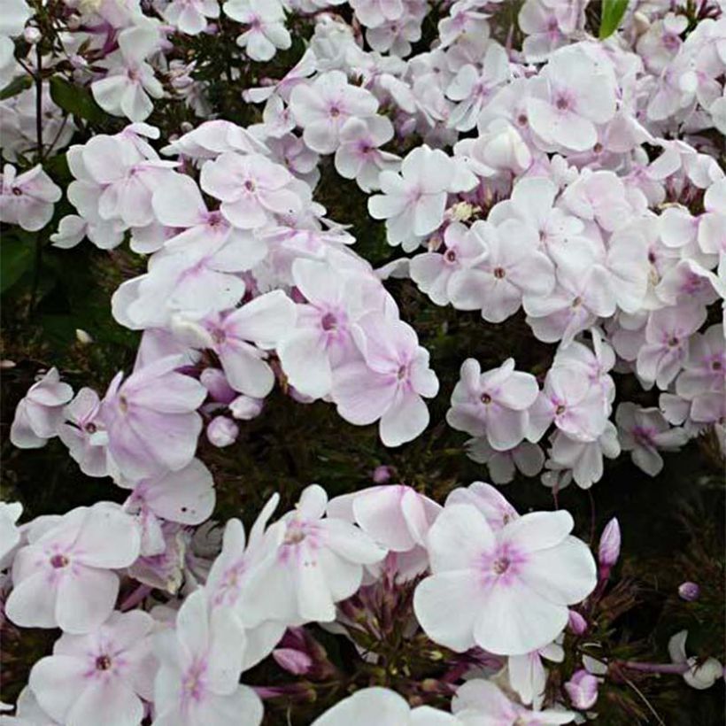 Phlox paniculata Monica Lynden Bell (Floraison)