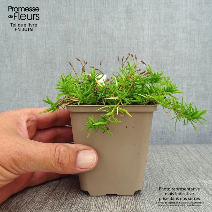 Spécimen de Phlox paniculata Monica Lynden Bell Godet de 8/9 cm tel que livré en été