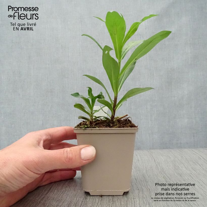 Spécimen de Phlox paniculata Monica Lynden Bell Godet de 9cm tel que livré au printemps