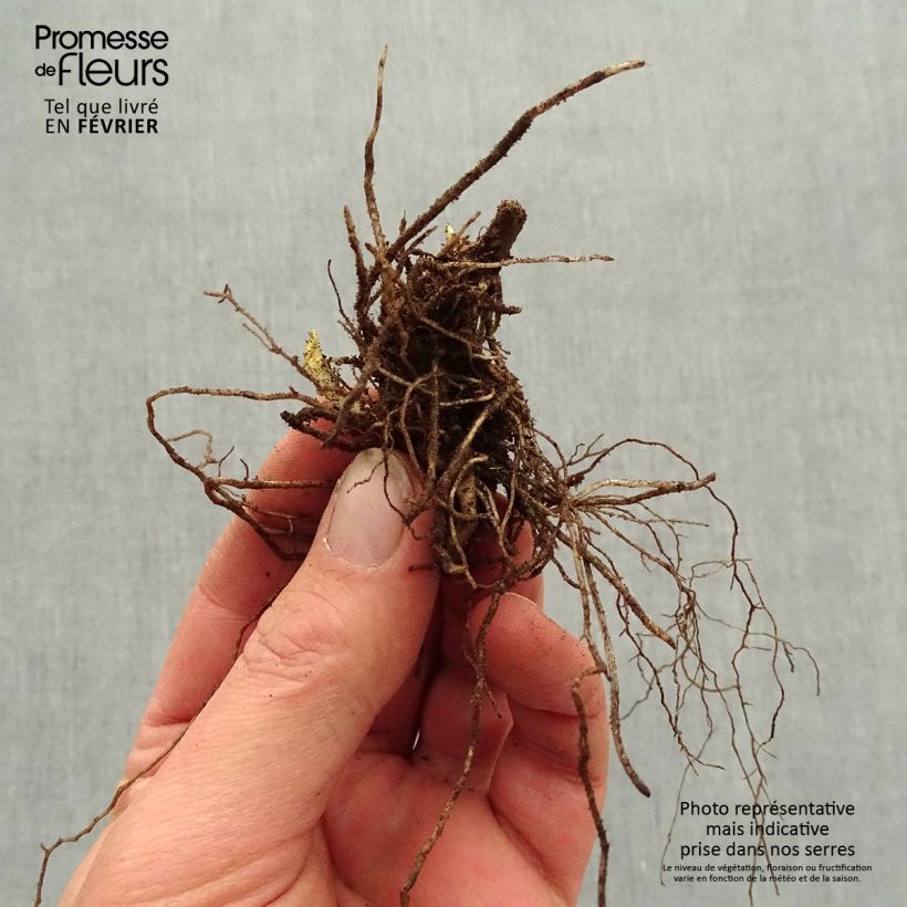 Spécimen de Phlox paniculata Mystic Green - racines nues tel que livré en hiver