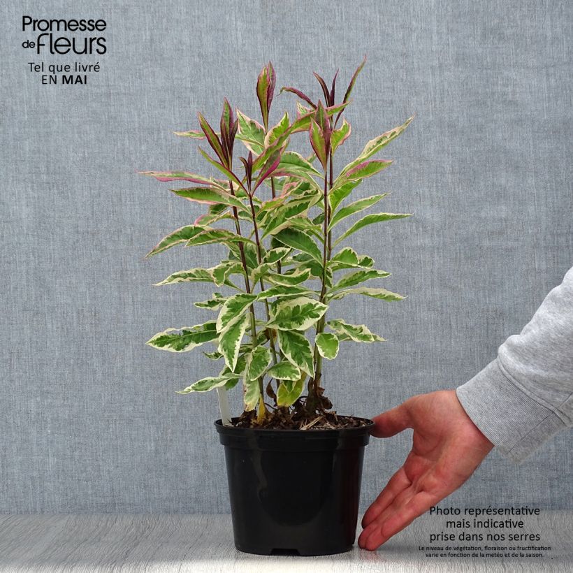 Spécimen de Phlox paniculata Olympus - Racines nues tel que livré au printemps