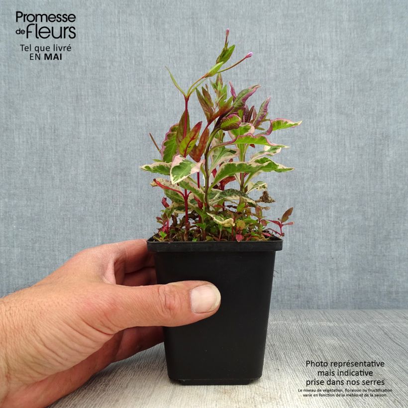 Spécimen de Phlox paniculata Olympus - godet de 8/9cm tel que livré au printemps