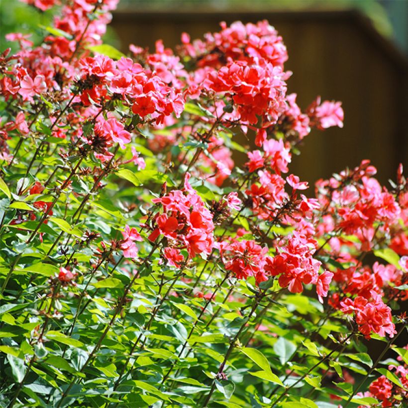 Phlox paniculata Orange Perfection (Floraison)