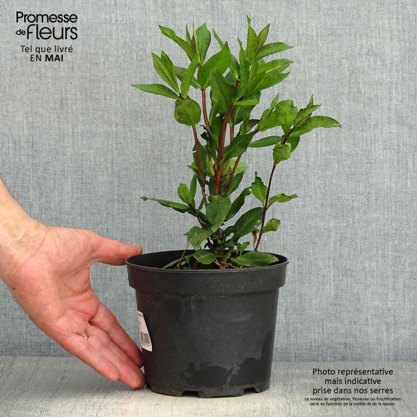 Spécimen de Phlox paniculata Orange Perfection en pot de 2L/3L tel que livré au printemps