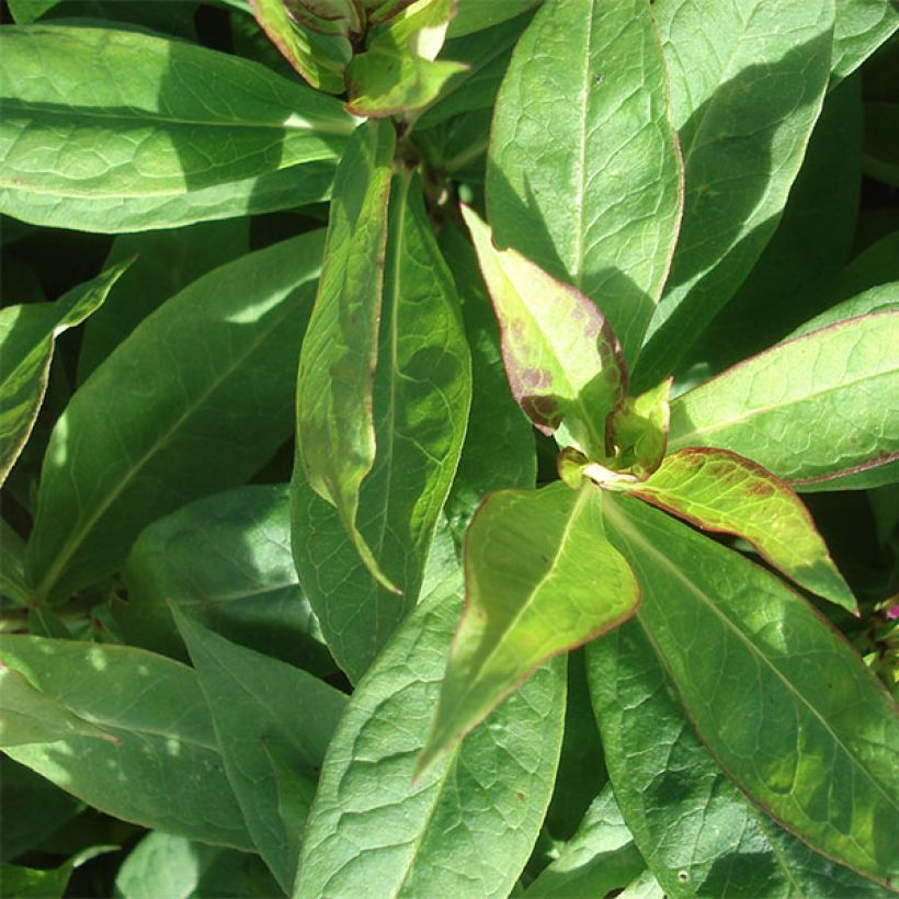 Phlox paniculata Peppermint Twist (Feuillage)