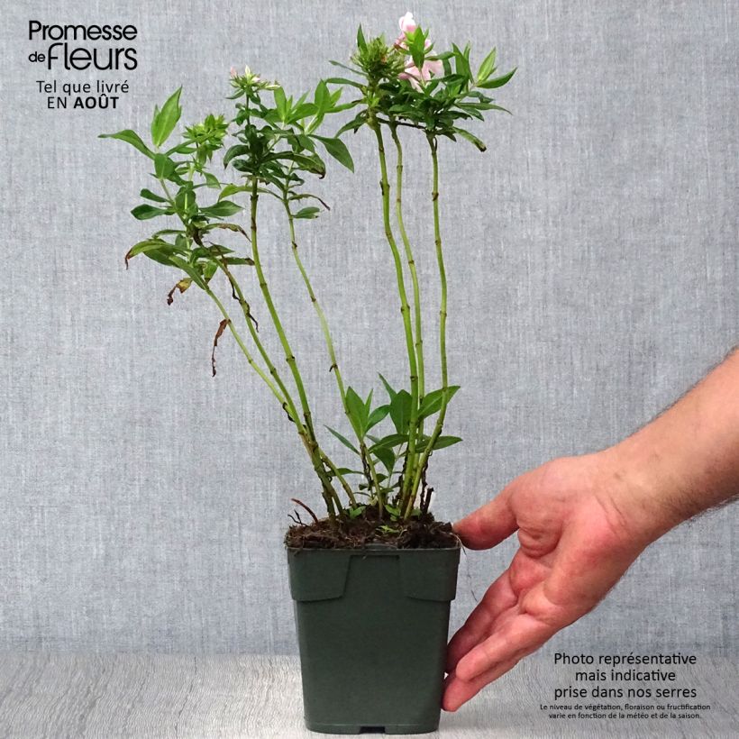 Spécimen de Phlox paniculata Peppermint Twist tel que livré en ete