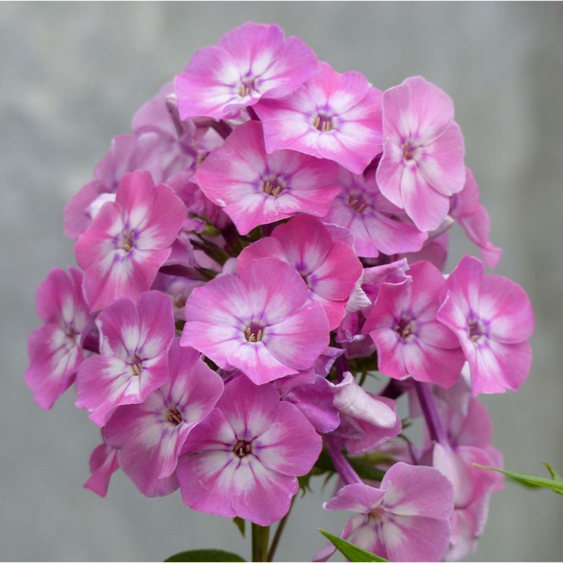 Phlox paniculata Pink Eye Flame (Floraison)