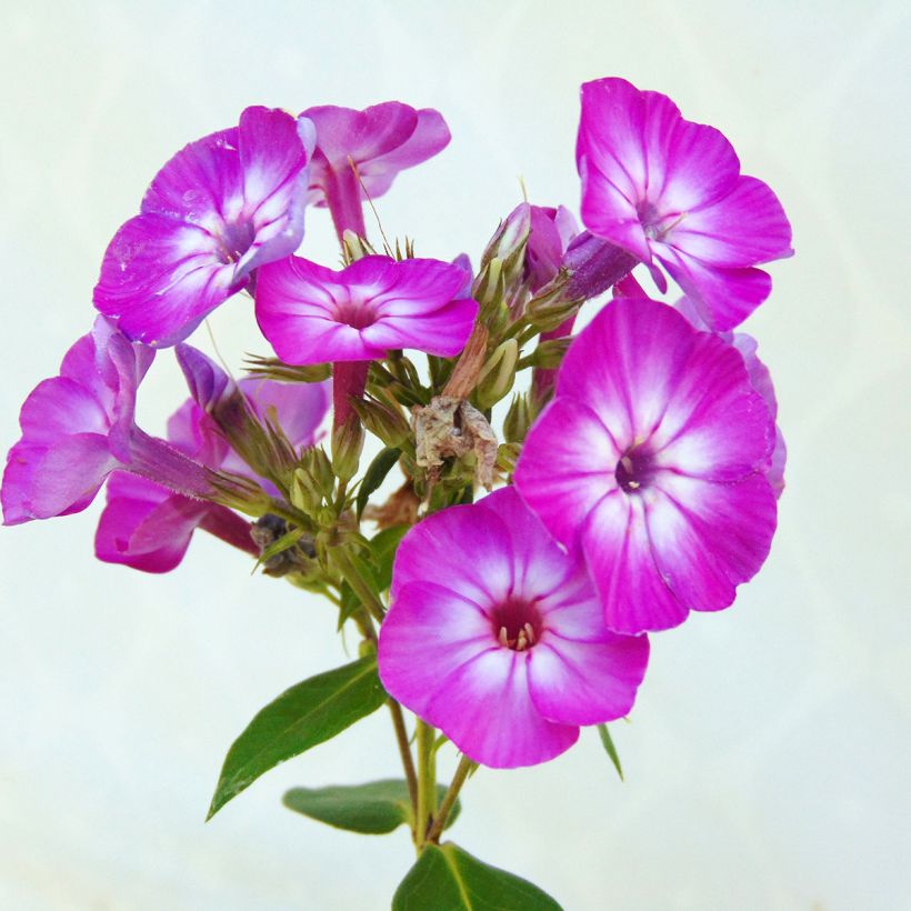 Phlox paniculata Purple Eye Flame (Floraison)