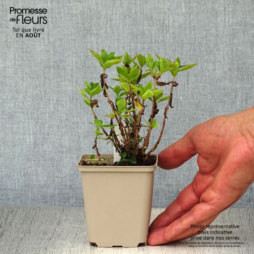 Spécimen de Phlox paniculata Purple Eye Flame Godet de 8/9 cm tel que livré en été