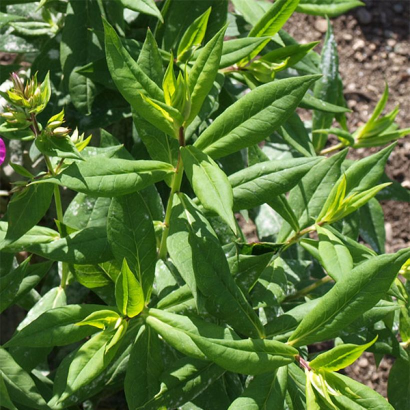 Phlox paniculata Purple Flame (Feuillage)