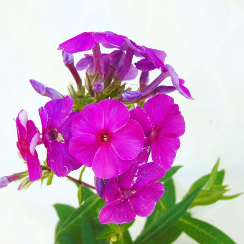 Phlox paniculata Purple Flame (Floraison)