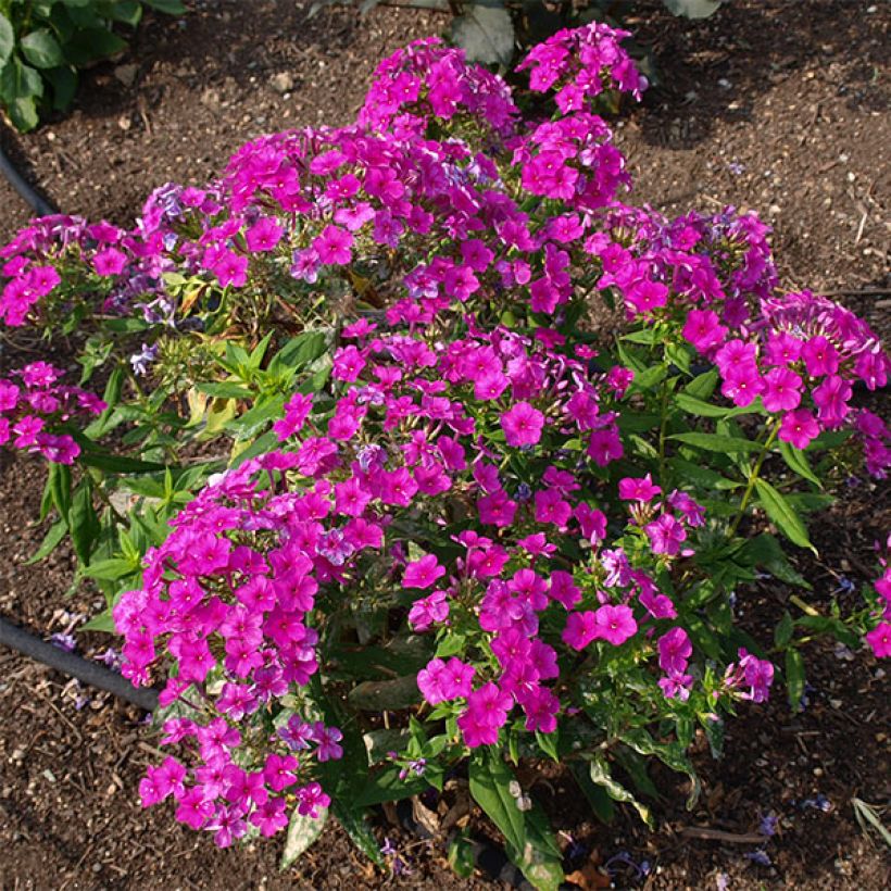 Phlox paniculata Purple Flame (Port)