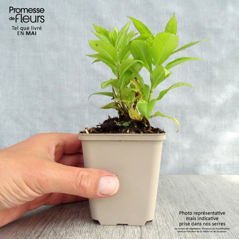 Spécimen de Phlox paniculata Purple Flame Godet de 9cm tel que livré au printemps