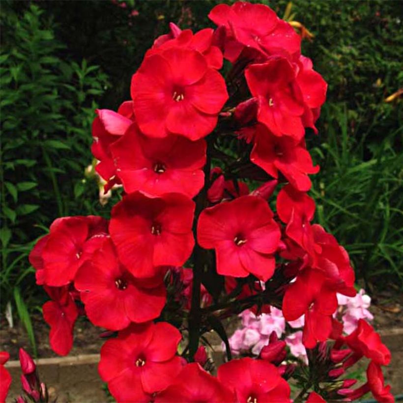 Phlox paniculata Red Flame (Floraison)