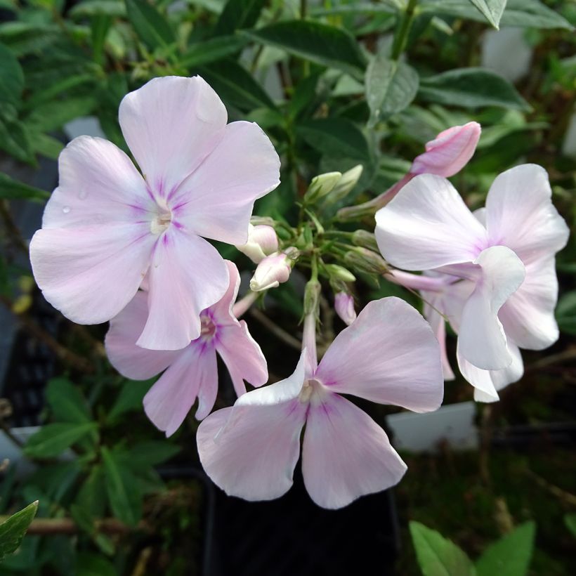 Phlox paniculata Rosa Pastel (Floraison)