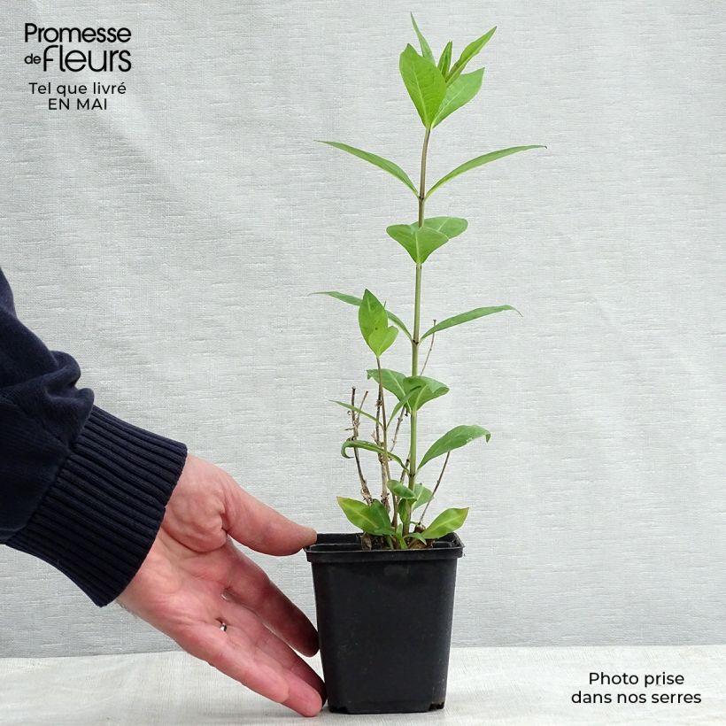 Spécimen de Phlox paniculata Rosa Pastel Godet de 9cm tel que livré au printemps