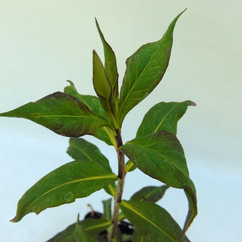 Phlox paniculata Septemberglut (Feuillage)