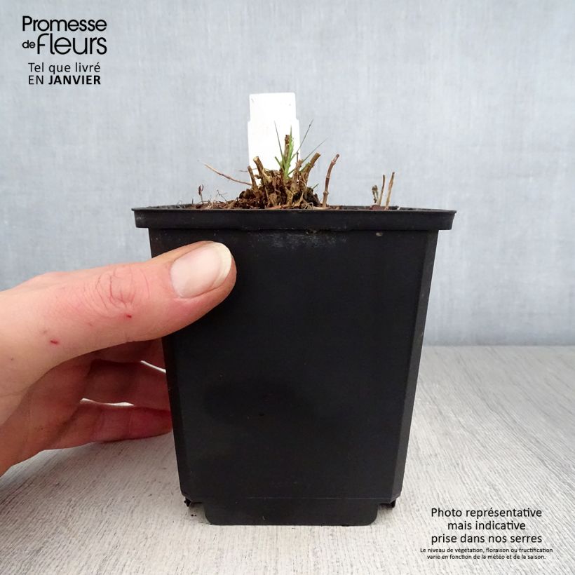 Spécimen de Phlox paniculata Sherbet Cocktail  tel que livré en hiver