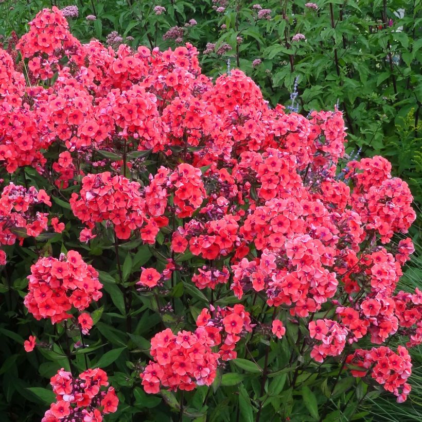 Phlox paniculata Starfire (Floraison)