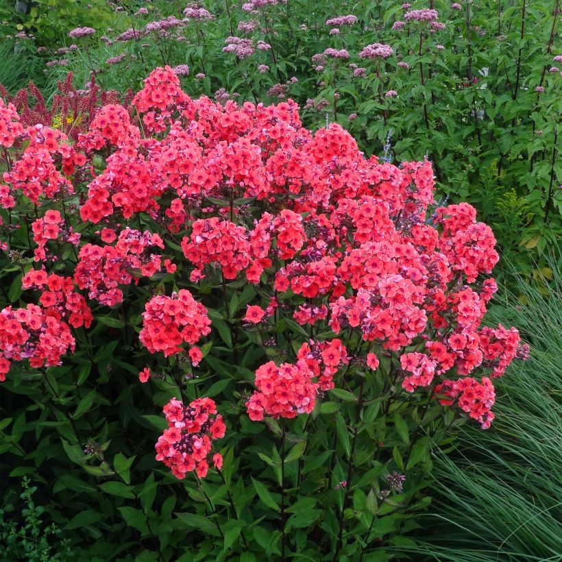 Phlox paniculata Starfire (Port)