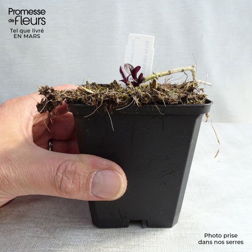 Spécimen de Phlox paniculata Starfire Godet de 9cm tel que livré au printemps