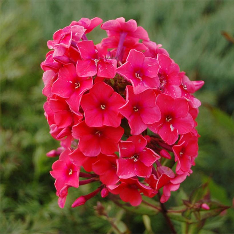 Phlox paniculata Tequila Sunrise (Floraison)