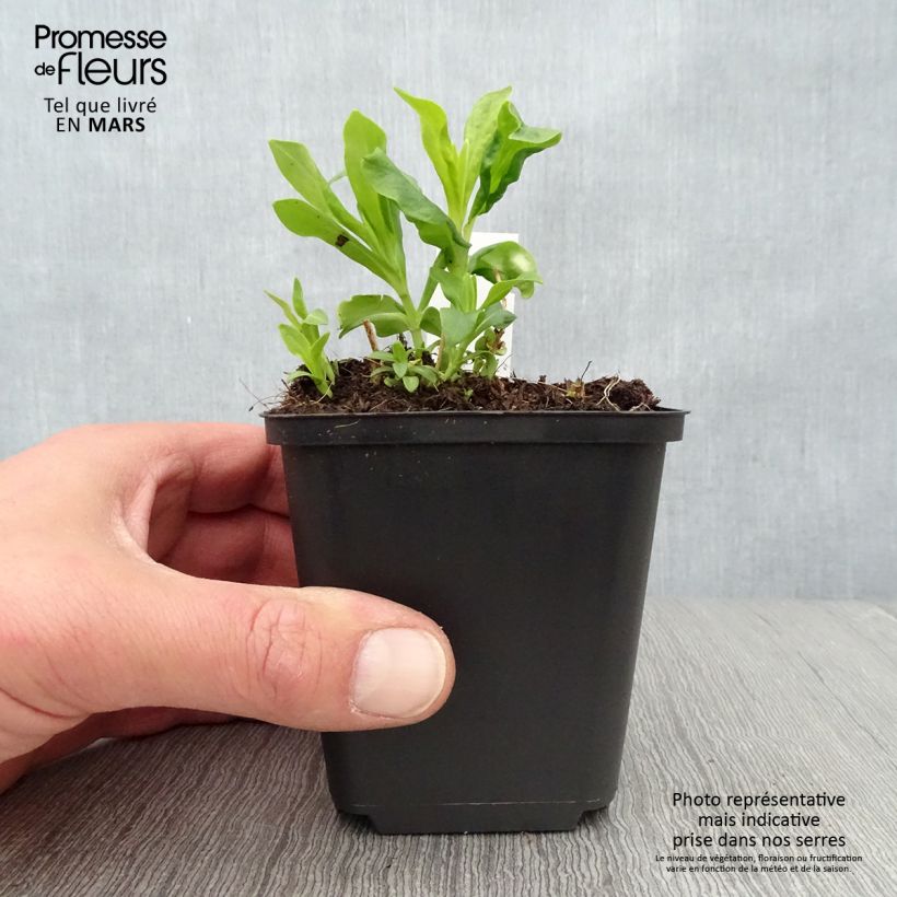 Spécimen de Phlox paniculata Tiara Godet de 9cm tel que livré au printemps
