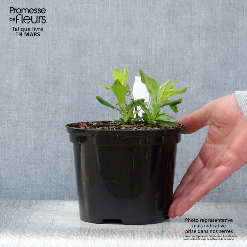 Spécimen de Phlox paniculata Tiara - pot de 2L/3L tel que livré au printemps