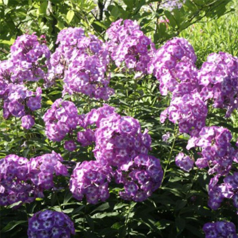 Phlox paniculata Uspech (Floraison)