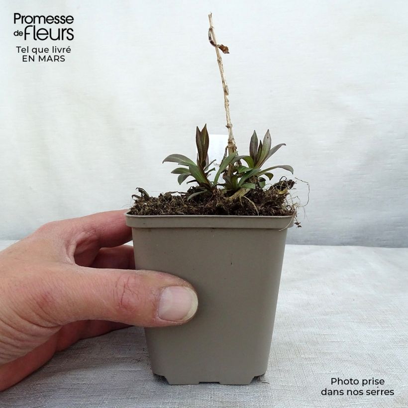 Spécimen de Phlox paniculata Uspech Godet de 9cm tel que livré au printemps