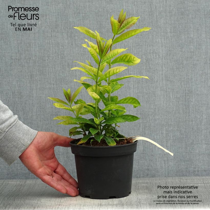 Spécimen de Phlox paniculata Uspech en pot de 2L/3L tel que livré au printemps
