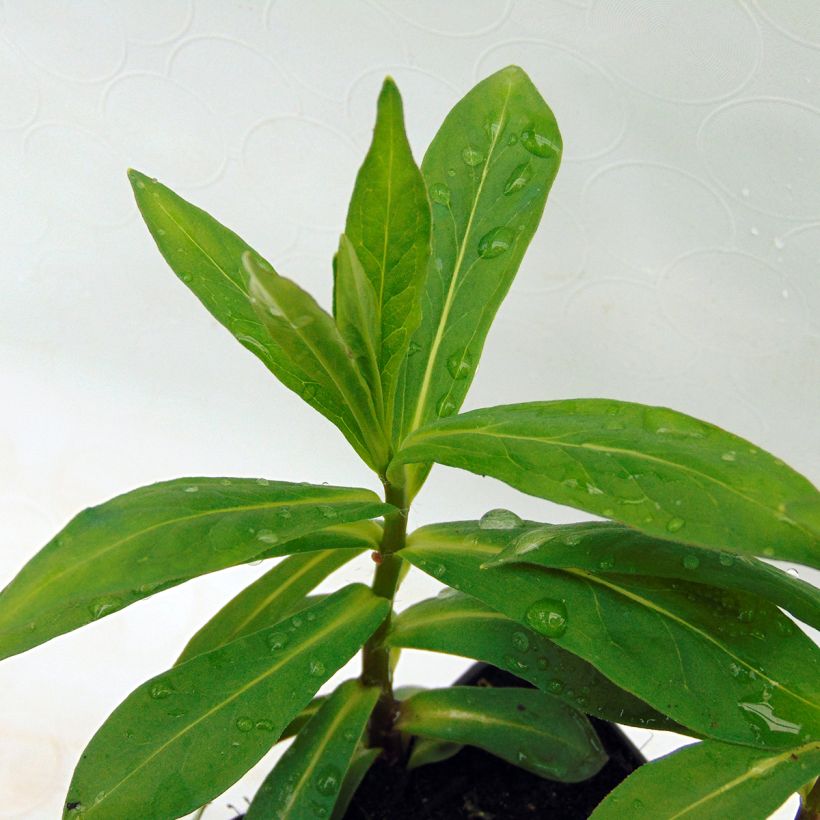 Phlox paniculata White Eye Flame (Feuillage)