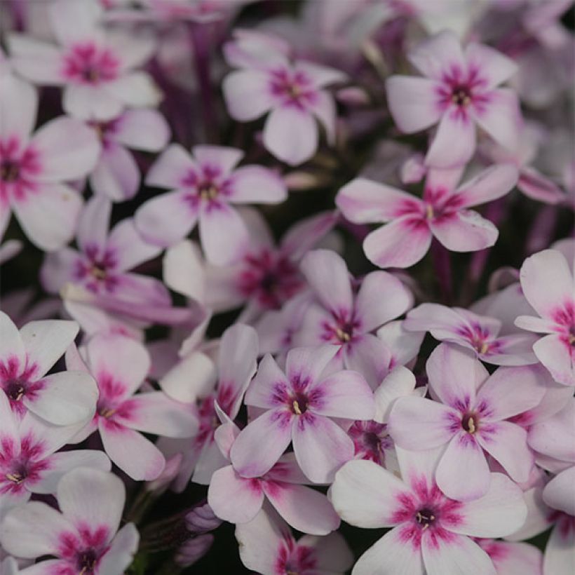 Phlox paniculata White Eye Flame (Floraison)