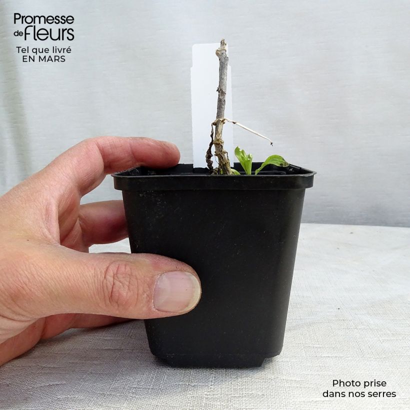 Spécimen de Phlox paniculata White Eye Flame Godet de 9cm tel que livré au printemps
