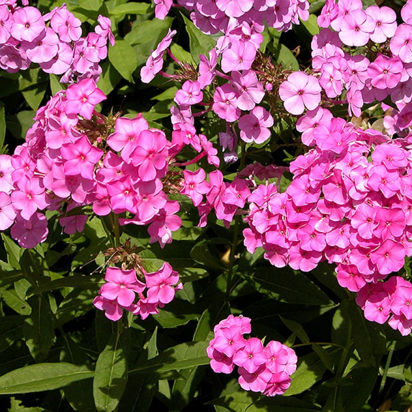 Phlox paniculata Windsor - Phlox paniculé rose vif (Floraison)