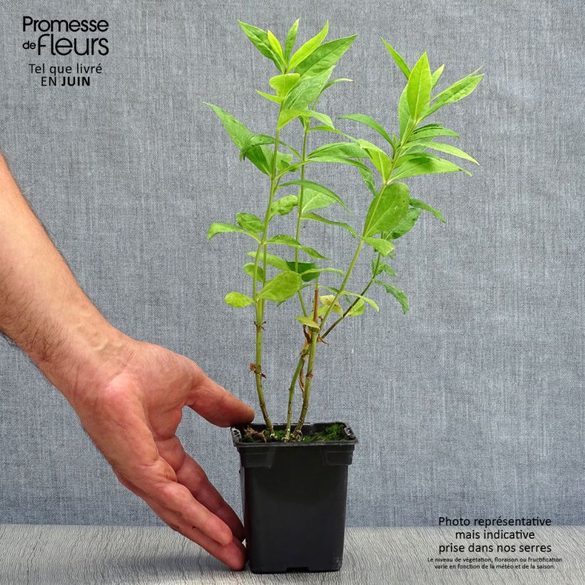 Spécimen de Phlox paniculata Windsor - Phlox paniculé rose vif Godet de 7/8 cm tel que livré en été