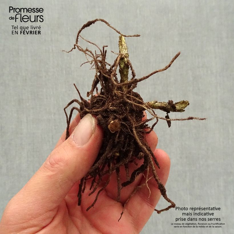 Spécimen de Phlox paniculata Younique Bicolor Racines nues, Qualité premium tel que livré en hiver