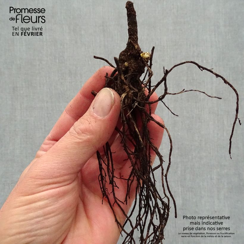 Spécimen de Phlox paniculata Younique Cerise tel que livré en hiver