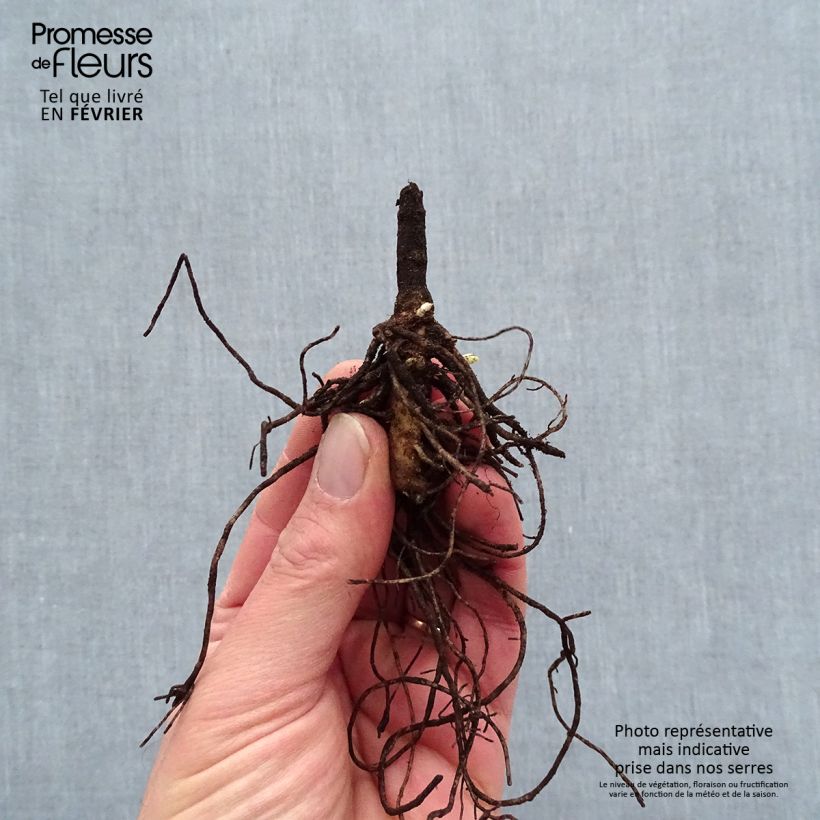 Spécimen de Phlox paniculata Younique Old Blue - racines nues tel que livré en hiver