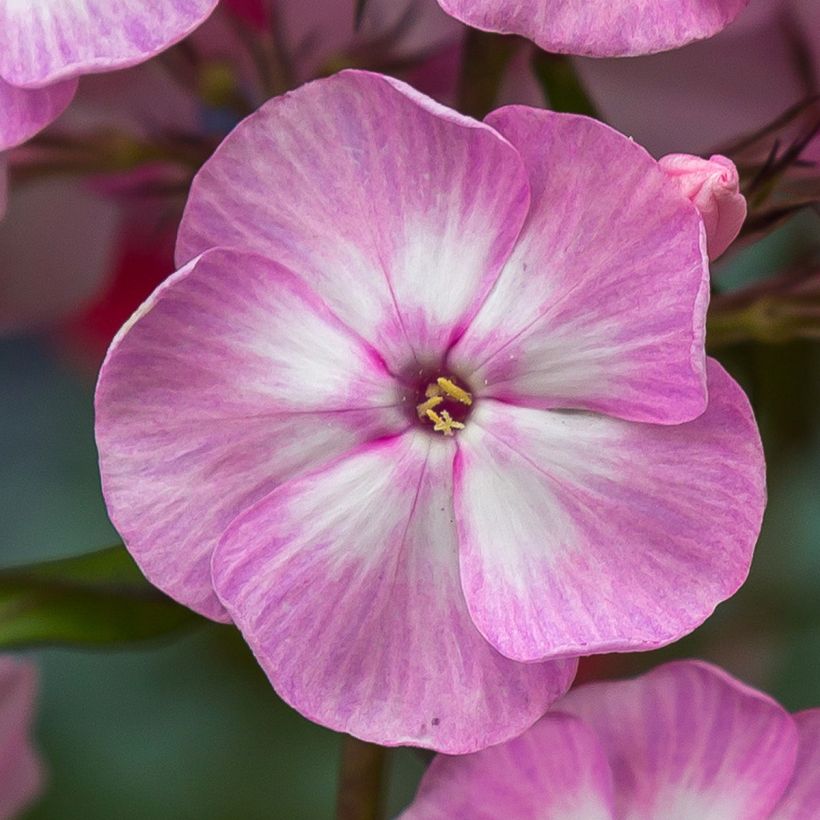 Phlox paniculata Younique Old Pink (Floraison)