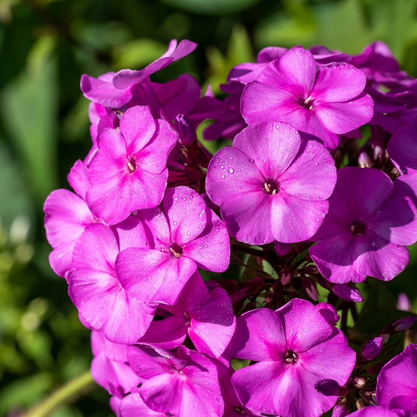 Phlox paniculata Younique Old Purple (Floraison)