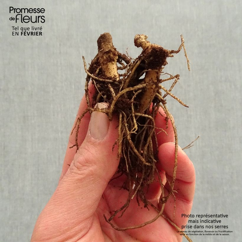 Spécimen de Phlox paniculata Younique Orange - racines nues tel que livré en hiver